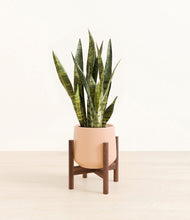 Load image into Gallery viewer, Gentle Pink stand:walnut