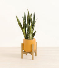 Load image into Gallery viewer, Mustard stand:bamboo