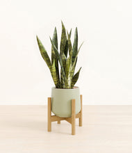 Load image into Gallery viewer, Turquoise stand:bamboo