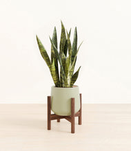 Load image into Gallery viewer, Turquoise stand:walnut