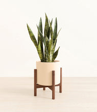 Load image into Gallery viewer, Cream stand:walnut