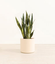 Load image into Gallery viewer, Cream*****Profile