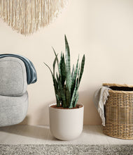 Load image into Gallery viewer, Natural Bamboo