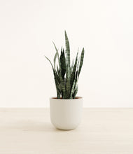 Load image into Gallery viewer, Natural Bamboo*****Profile