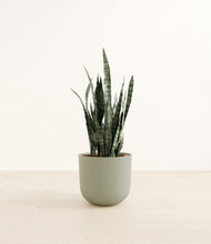 Load image into Gallery viewer, Sage Green*****Profile