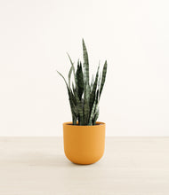 Load image into Gallery viewer, Sunset Orange*****Profile