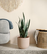 Load image into Gallery viewer, Sandy Pink