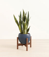 Load image into Gallery viewer, Deep Navy stand:walnut