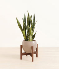 Load image into Gallery viewer, Desert Brown stand:walnut