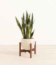 Load image into Gallery viewer, Shiny EggWhite stand:walnut