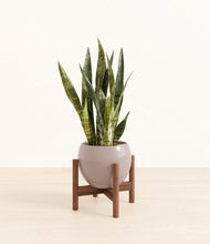 Load image into Gallery viewer, Winter Clouds stand:walnut