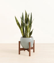 Load image into Gallery viewer, Deep Ocean stand:walnut