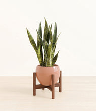 Load image into Gallery viewer, Calm Rose stand:walnut