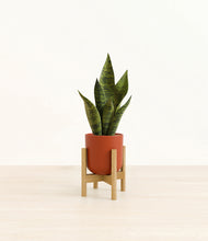 Load image into Gallery viewer, Earth Red stand:bamboo