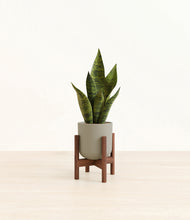 Load image into Gallery viewer, Sage Green stand:walnut
