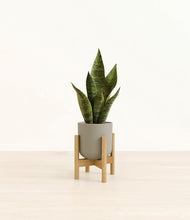 Load image into Gallery viewer, Sage Green stand:bamboo