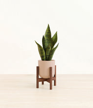 Load image into Gallery viewer, Sandy Pink stand:walnut