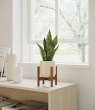 Load image into Gallery viewer, Almond Green stand:walnut