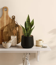 Load image into Gallery viewer, Black