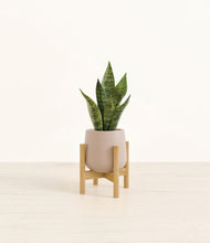 Load image into Gallery viewer, Eternal Gray stand:bamboo