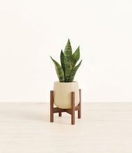 Load image into Gallery viewer, Almond Green stand:walnut