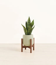 Load image into Gallery viewer, Turquoise stand:walnut