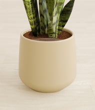 Load image into Gallery viewer, Almond Green stand:all