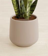 Load image into Gallery viewer, Eternal Gray stand:all