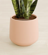 Load image into Gallery viewer, Gentle Pink stand:all