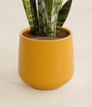 Load image into Gallery viewer, Mustard stand:all