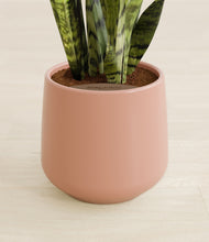 Load image into Gallery viewer, Calm Rose stand:all