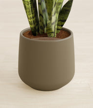 Load image into Gallery viewer, Olive stand:all