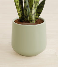 Load image into Gallery viewer, Turquoise stand:all