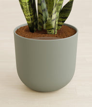 Load image into Gallery viewer, Sage Green stand:all