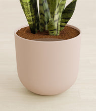 Load image into Gallery viewer, Sandy Pink stand:all