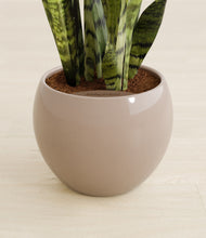 Load image into Gallery viewer, Desert Brown stand:all