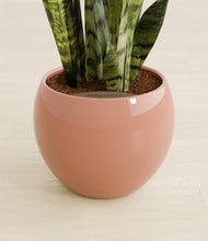 Load image into Gallery viewer, Calm Rose stand:all