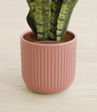 Load image into Gallery viewer, Striped Rose Pink stand:all