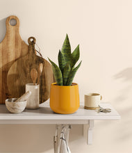 Load image into Gallery viewer, Mustard