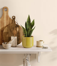 Load image into Gallery viewer, Key Lime Yellow