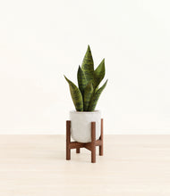 Load image into Gallery viewer, Hammered Ivory stand:walnut