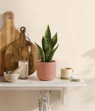 Load image into Gallery viewer, Striped Rose Pink