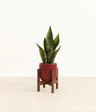 Load image into Gallery viewer, Striped Cherry Red stand:walnut