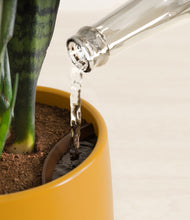 Load image into Gallery viewer, Mustard stand:all