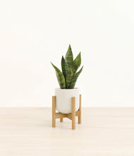 Load image into Gallery viewer, Cotton White stand:bamboo