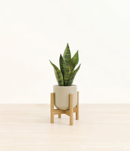 Load image into Gallery viewer, Sage Green stand:bamboo