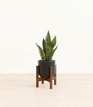 Load image into Gallery viewer, Stone Black stand:walnut