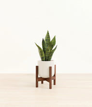 Load image into Gallery viewer, Cotton White stand:walnut
