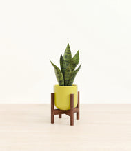 Load image into Gallery viewer, Key Lime Yellow stand:walnut