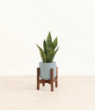 Load image into Gallery viewer, Misty Blue stand:walnut